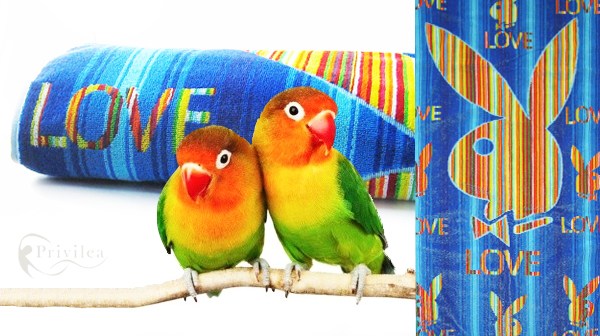 Love